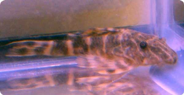 L104 Clown Pleco - 2 inch L104 Clown Pleco - 2 inch